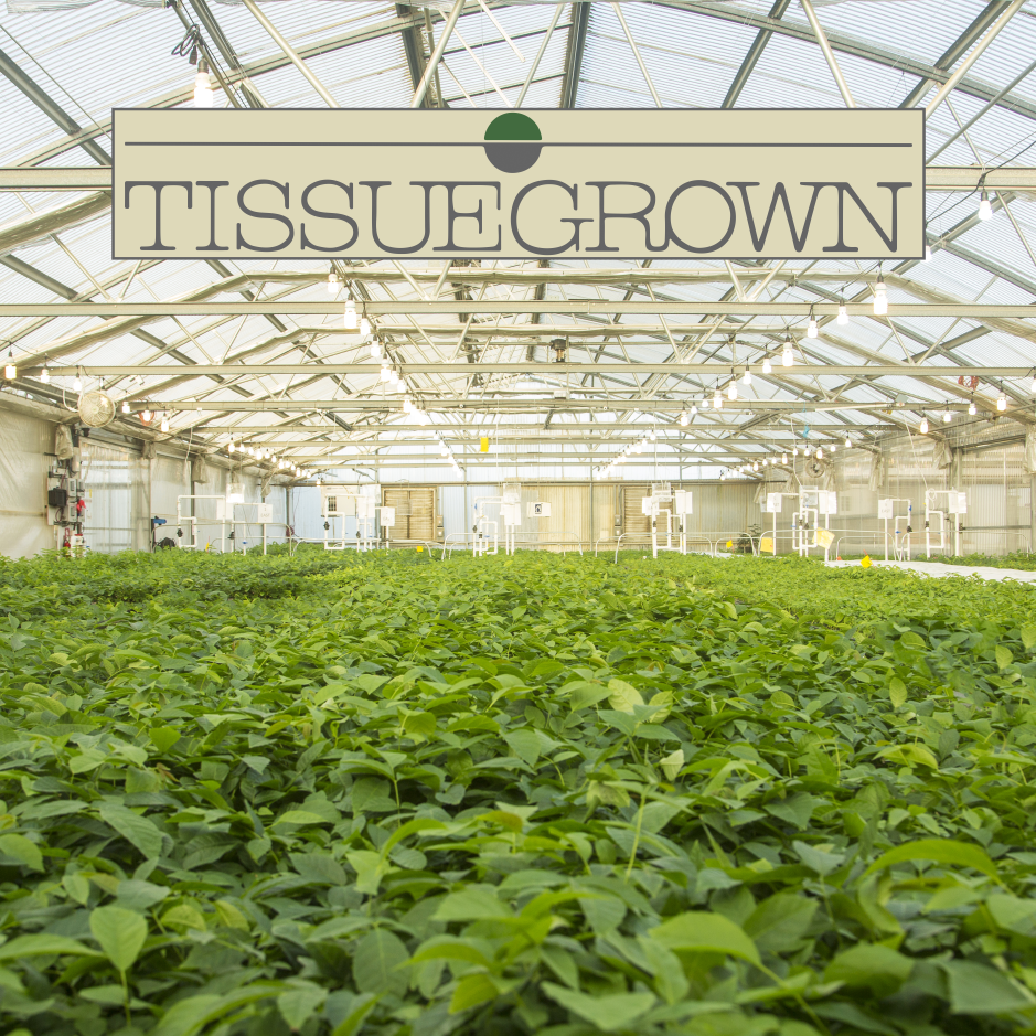 Plant Tissue Culture 7 5 Plant Tissue Growing Plants Plants